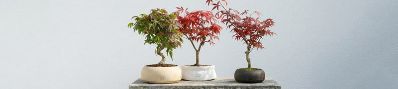 Acero Bonsai