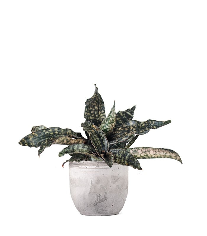 Sansevieria kirkii