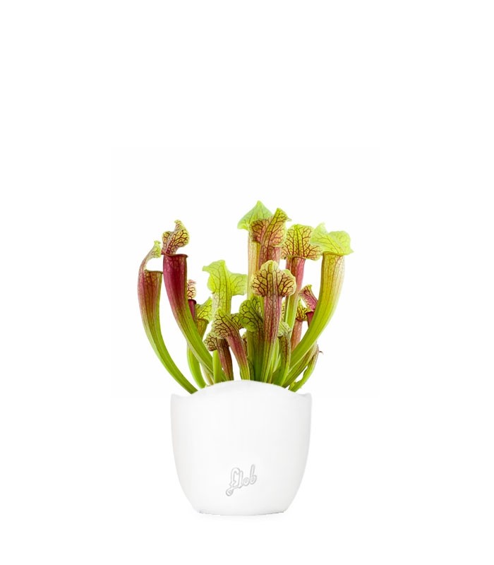Sarracenia Smoorii