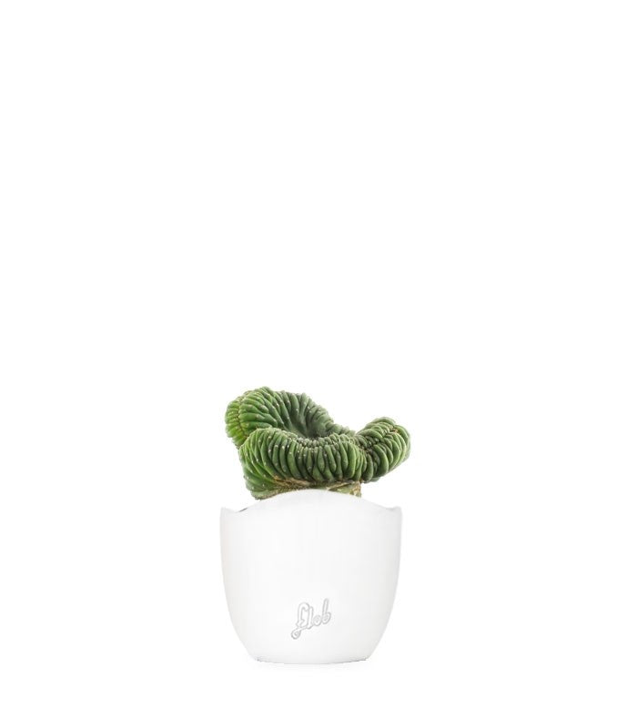 Trichocereus pachanoii crestato