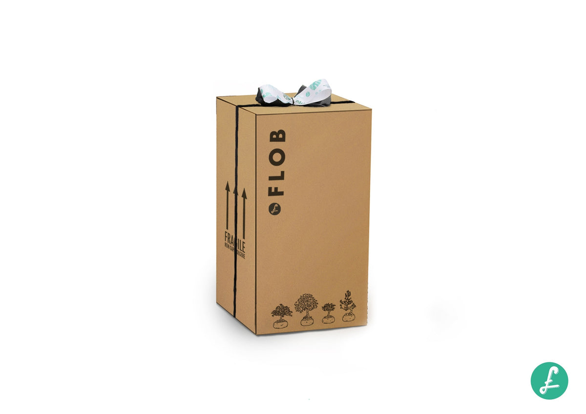 Olivo M