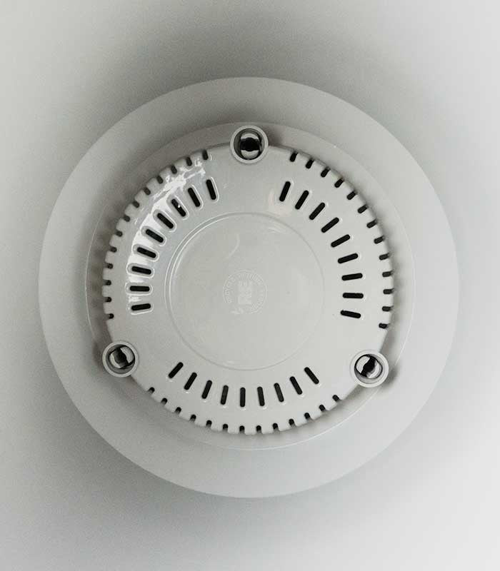 Dracena Dorado a 6 Fusti