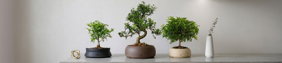 Bonsai Pepe