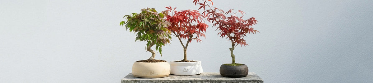 Acero Bonsai