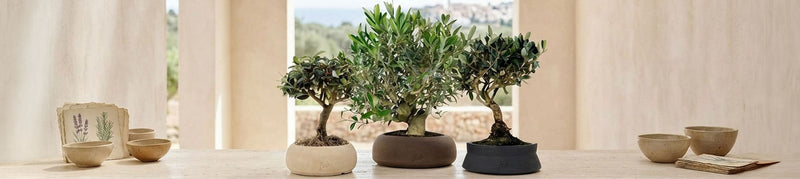 Bonsai Olivo