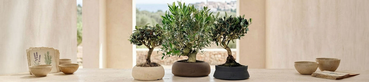 Bonsai Olivo