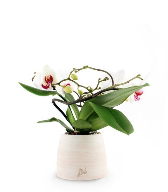 Phalenopsis Corona Bianca