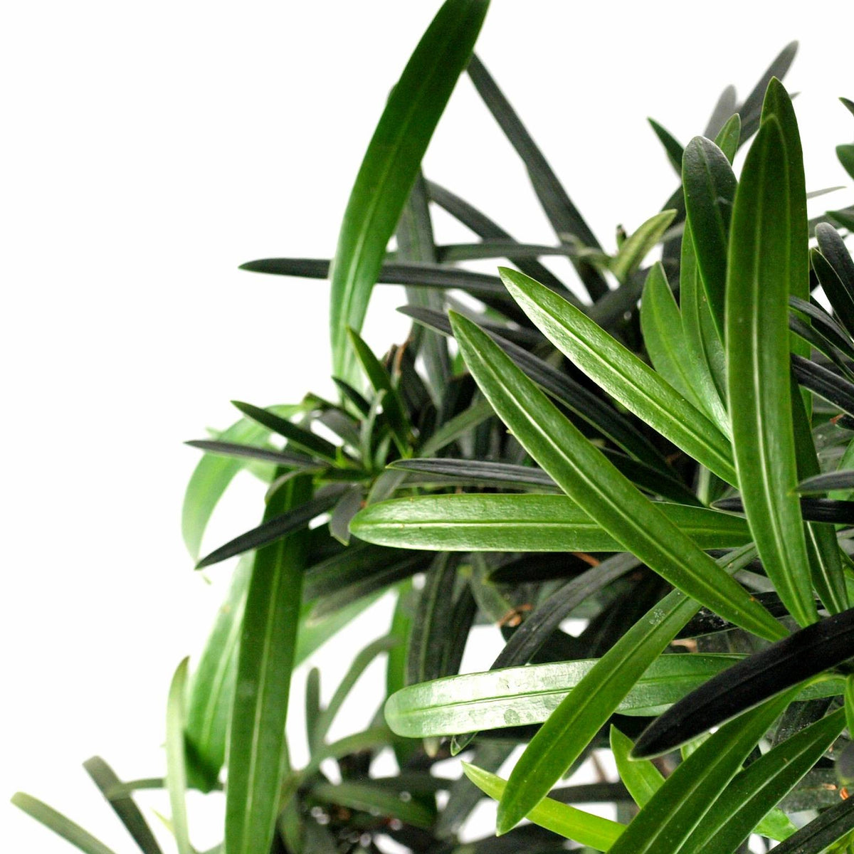 Podocarpus
