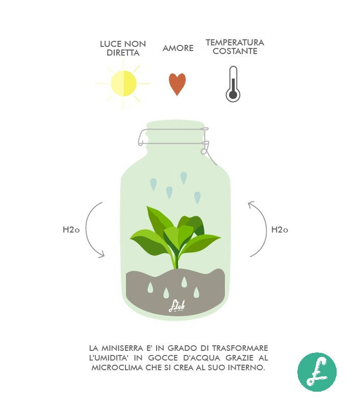 Sansevieria in mini serra
