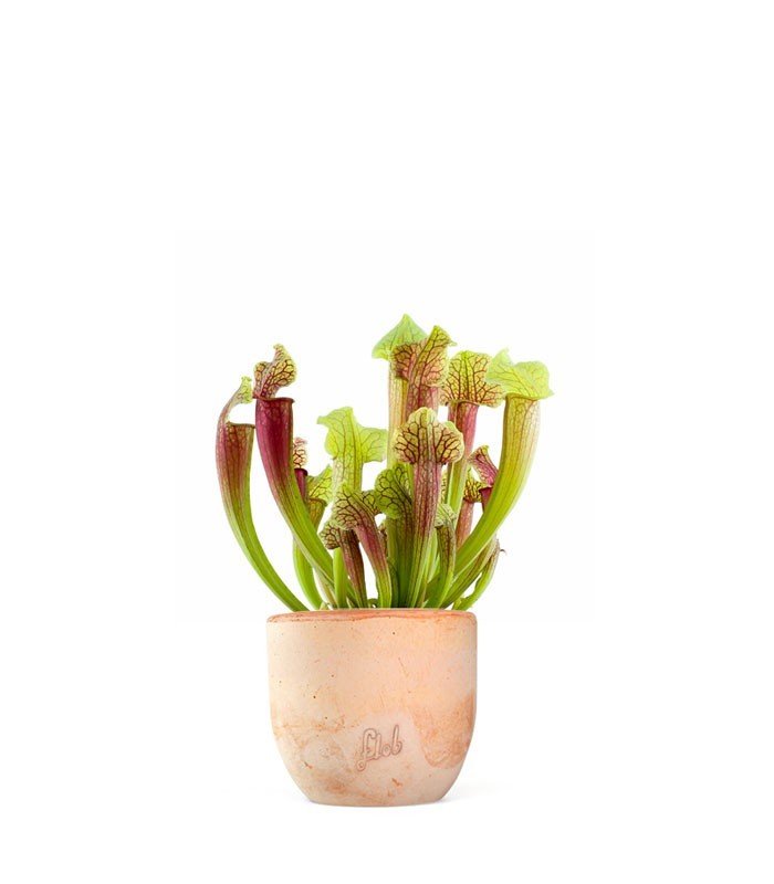 Sarracenia Smoorii