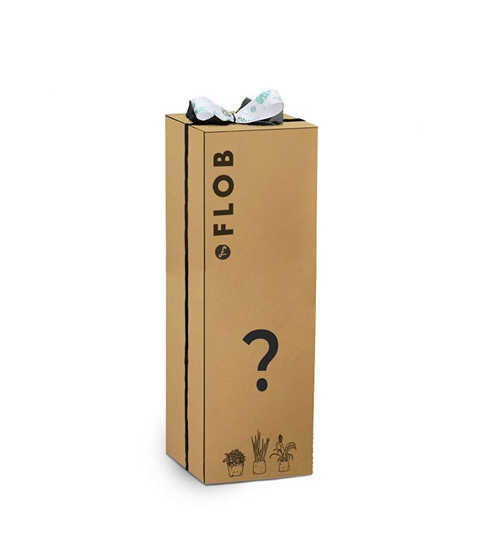 Mistery box Jungle 100