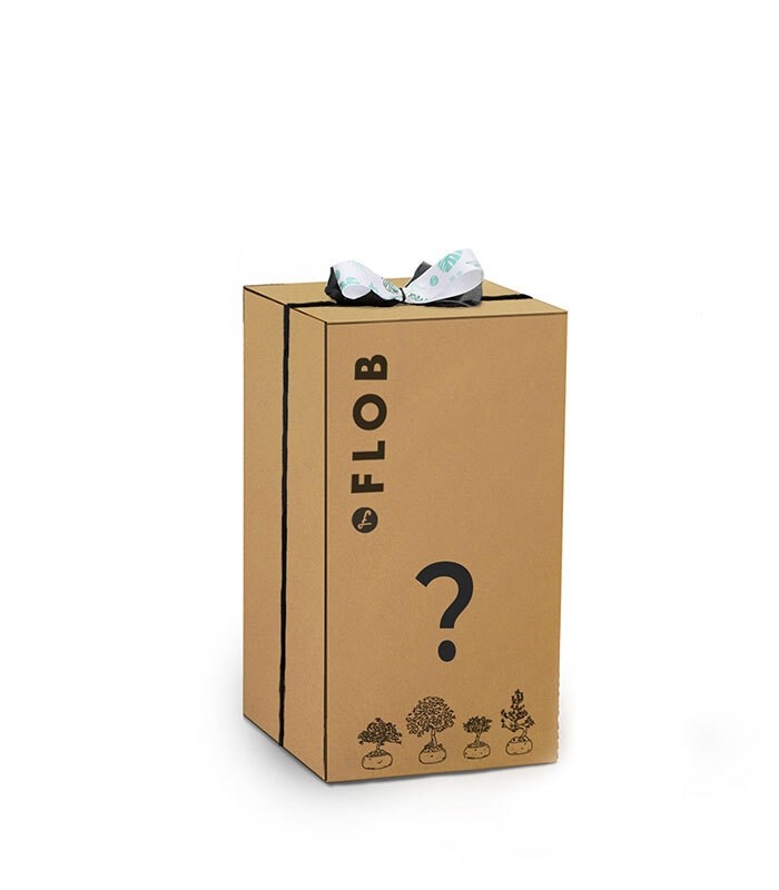 Mistery box Jungle 150