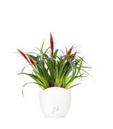 Guzmania Astrid Red