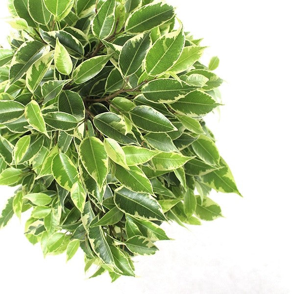 Ficus benjamin -  tronchetto