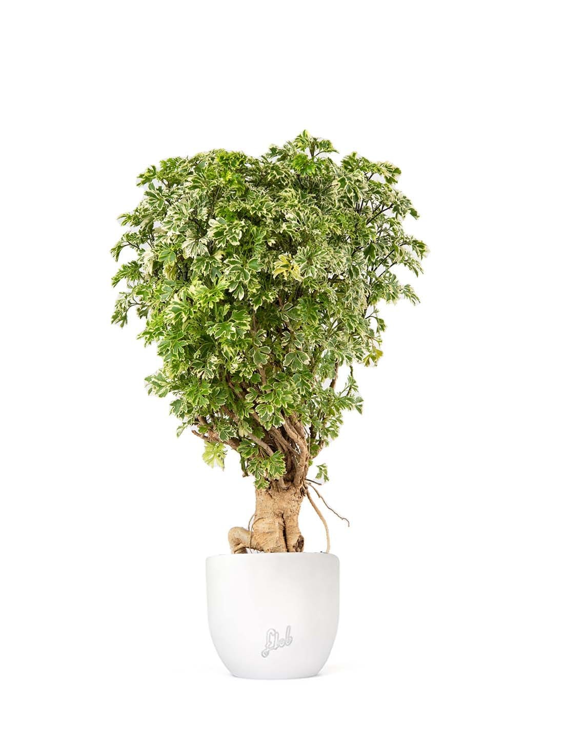 Polyscias Fruticosa variegata