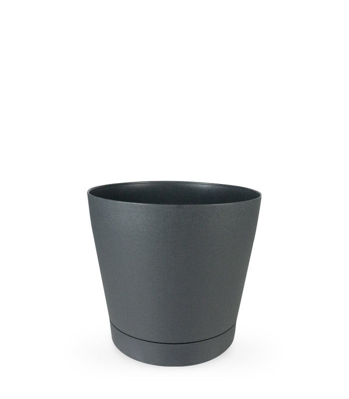 Dracena Lemon