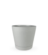 Dracena Dorado a 6 Fusti