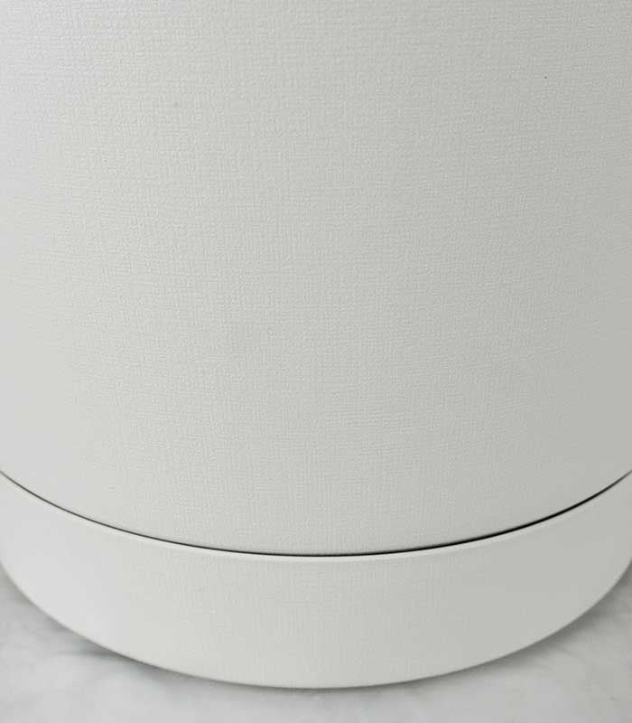 Dracena Reflexa