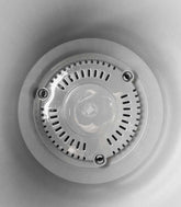 Dracena Reflexa