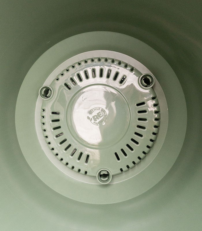 Pachira Acquatica