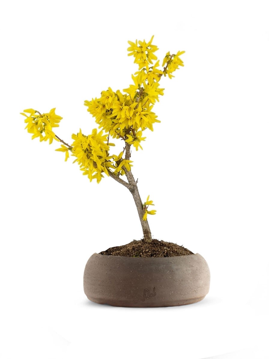 Bonsai di Forsizia Intermedia H45 cm
