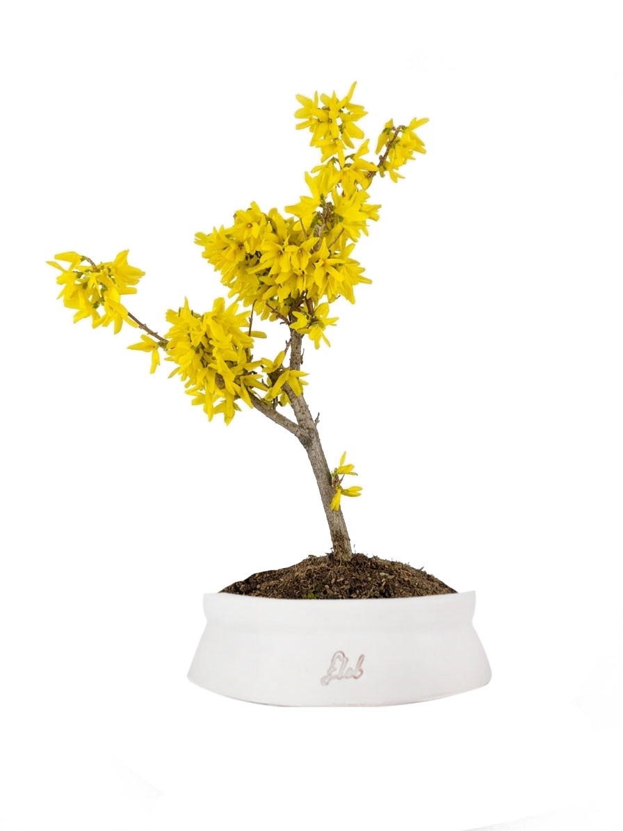Bonsai di Forsizia Intermedia H45 cm