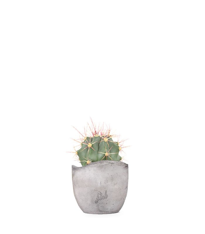 Ferocactus glaucescens