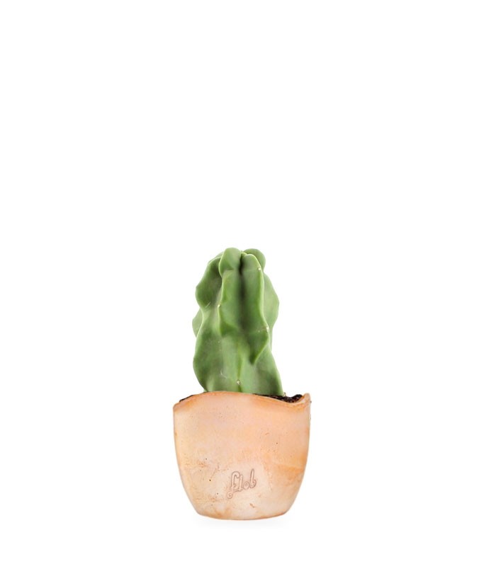 Lophocereus Schotti