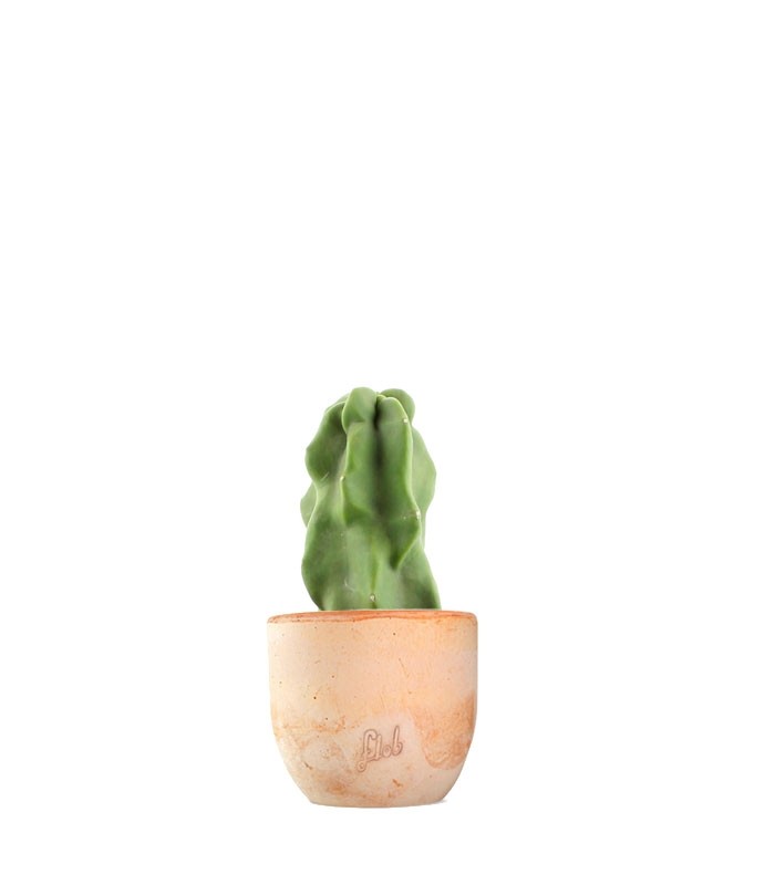 Lophocereus Schotti