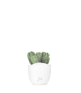 Notocactus