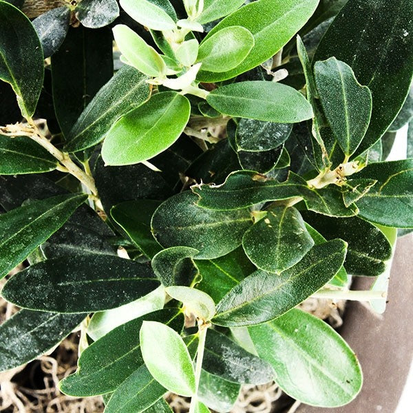 Olivo XXL